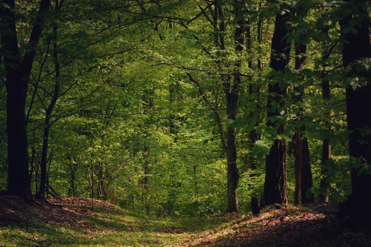 Hostellerie du Lys - Forests